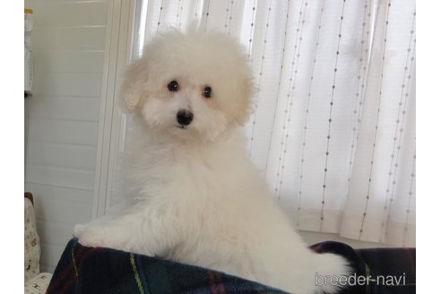成約済の宮城県のトイプードル-300638の8枚目